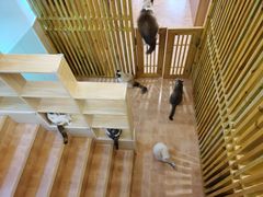 -李小姐の猫咖啡馆(五角场店)