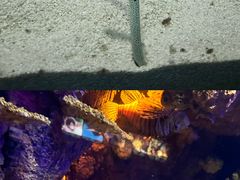 -上海海洋水族馆