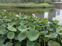 -西海子公园