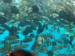 -瑞德姆美人鱼海底演艺主题餐厅(亚龙湾店)