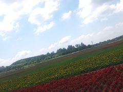 -莲花山花海