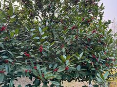 -白塘生态植物园