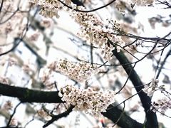 -成都市活水公园