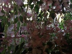 -爵士花园音乐酒吧餐厅