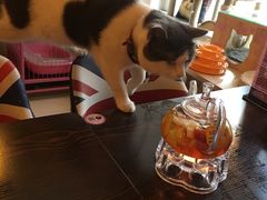 -名猫咖啡馆·撸猫·拼豆