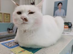 -纳吉亚猫专科动物医院·北北分院