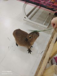 -Moni星球萌宠·小马宝莉·灵蛇·高端高阶全萌宠互动体验俱乐部(红豆国际广场店)