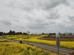 -空港花田景区
