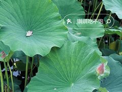 -保定东湖公园(莲池区)
