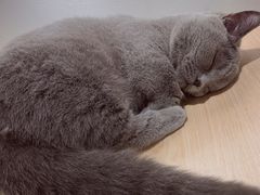 -飞行喵MR PILOT|猫舍·猫咖(静安大融城店)