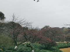-杭州植物园