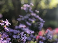 -北京张裕爱斐堡酒庄