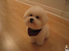 -美联众合宠物医院·爱萌分院·内外科·猫科中心