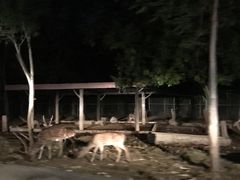 -清迈夜间动物园