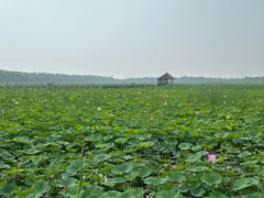 -西青郊野公园