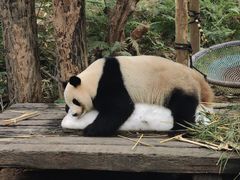 -广州长隆野生动物世界