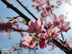 -顾村公园
