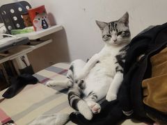 -糯米喵星人总部直营旗舰店·猫舍·幼猫出售