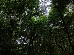 -番禺大夫山森林公园