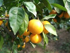 -前小桔亲子创意农场·草莓采摘·露营烧烤