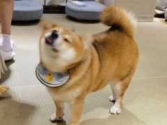 -逗柴咖啡屋·狗咖猫咖宠物桌游