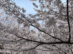 -高东镇樱花园