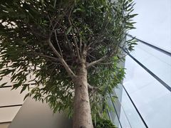-Apple零售店(苏州店)