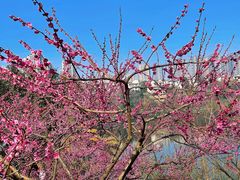 -重庆彩云湖湿地公园