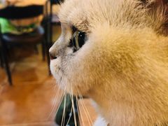 -李小姐の猫咖啡馆(五角场店)