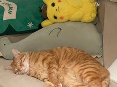 -PETKIT 小佩宠物·低压洗护·美容·寄养(安远店)