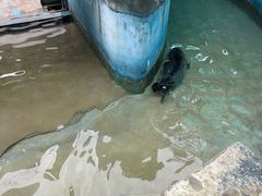 -合肥野生动物园
