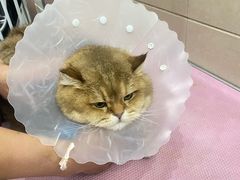 -北京观赏动物医院·24小时大型综合·猫专科·异宠专科