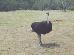 -威勒比开放式动物园