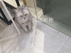 -MZ猫咖