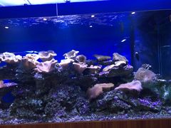 -御唐府海珊瑚主题餐厅
