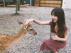 -鹿境梅花鹿生态园区