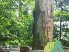 -天目山大树王景区