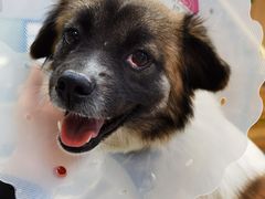 -宠福鑫康馨动物医院·骨科·眼科