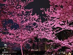 -西北湖绿化广场