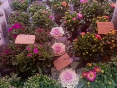 -越秀西湖花市(广州城市广场花卉店)