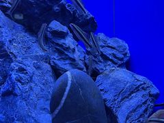 -上海海洋水族馆