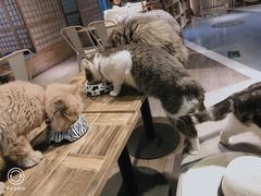 -小时光咖啡馆(开森度假森林店)