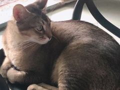 -喵屿·大理花园猫咖