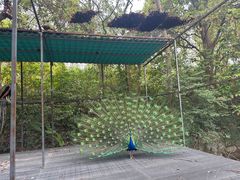 -福建鲤鱼洲酒店