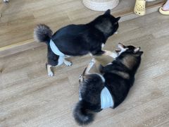 -南京Hallo宠物乐园·哈罗犬舍·柴犬繁育基地