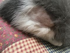 -艾贝尔宠物医院·狂犬免疫点(江山金象城店)