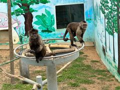 -西霞口神雕山野生动物世界