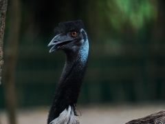 -常州淹城野生动物世界