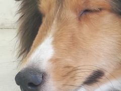 -汪说·狗咖·拼豆·宠物周边DIY(旺城大厦店)