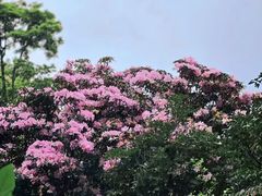 -梧桐山风景名胜区